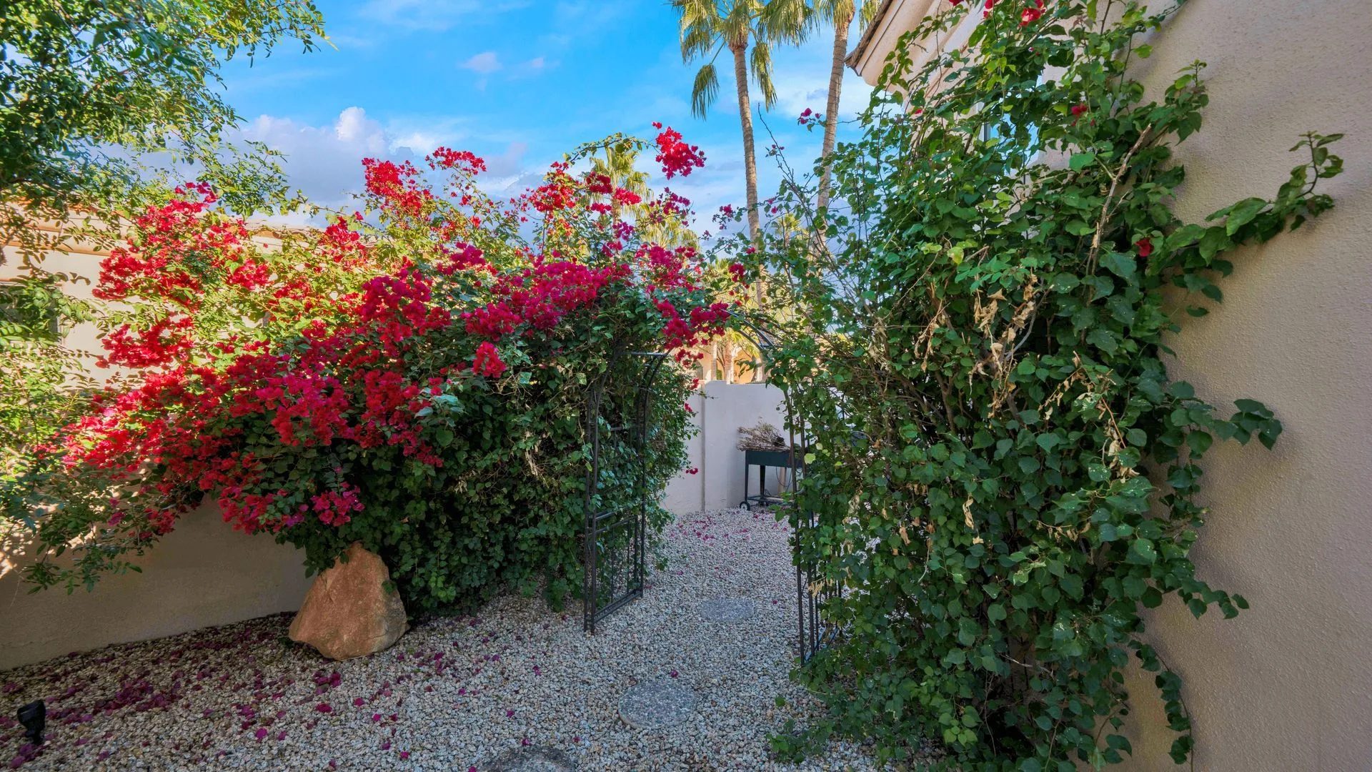 Arizona landscape with a flowering drought-tolerant shrub in bloom