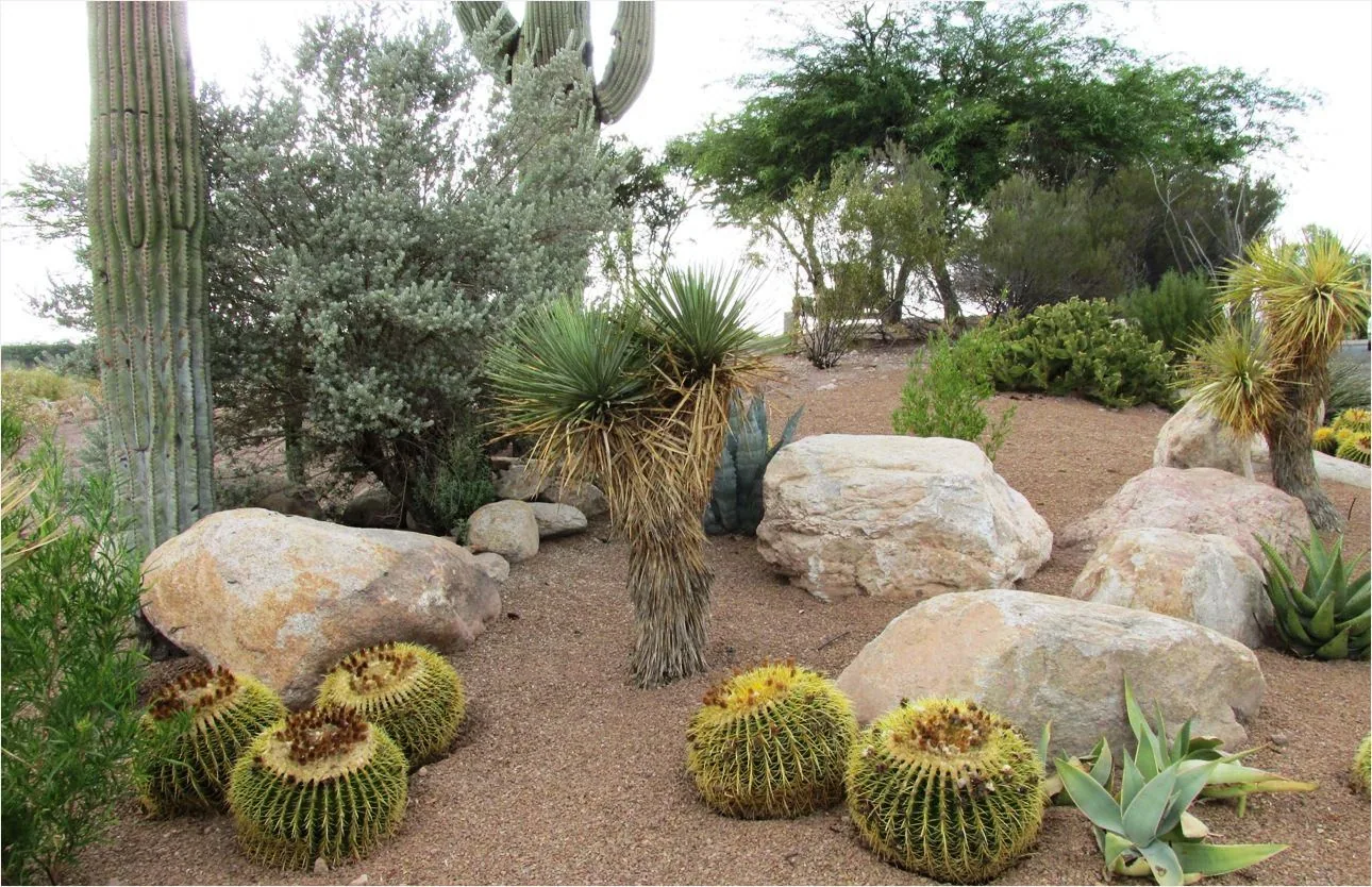 Desert planting with saguaro, barrel cactus, agave, and boulders